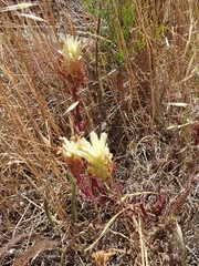 Castilleja affinis neglecta
