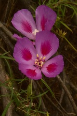 Clarkia gracilis sonomensis