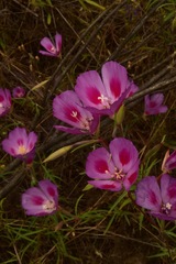 Clarkia gracilis sonomensis