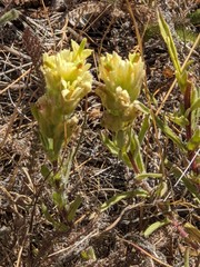 Castilleja affinis neglecta