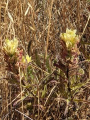 Castilleja affinis neglecta