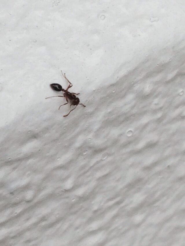 Monomorium ebeninum