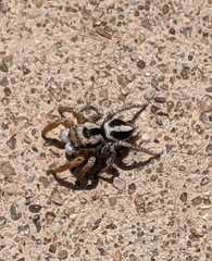 Habronattus icenoglei