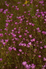 Clarkia gracilis sonomensis