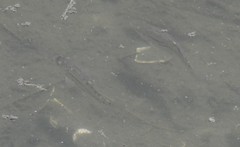 Cyprinodon variegatus