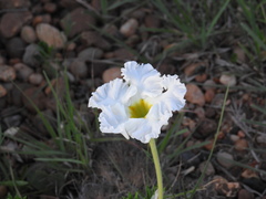 Mandevilla petraea