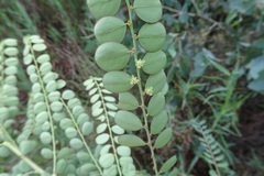 Phyllanthus gunnii