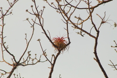 Tillandsia roland-gosselinii