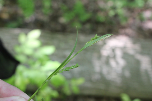 Image of Carex leptonervia by (c) Quinten Wiegersma, some rights reserved (CC BY)