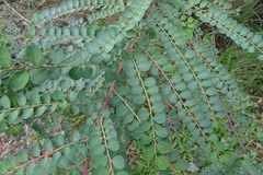 Phyllanthus gunnii