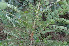 Phyllanthus gunnii