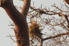Tillandsia roland-gosselinii