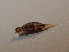 Entomobrya suzannae