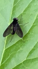 Chrysopilus velutinus