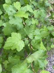 Physocarpus malvaceus