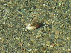 Anodonta nuttalliana