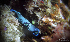 Tambja morosa