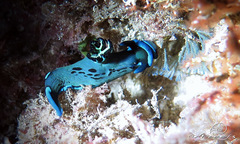 Tambja morosa