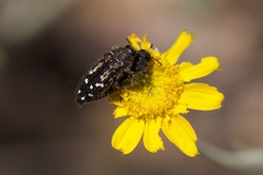Acmaeodera connexa