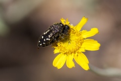 Acmaeodera connexa