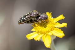 Acmaeodera connexa