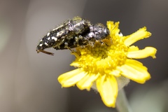 Acmaeodera connexa