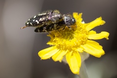 Acmaeodera connexa