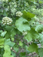 Physocarpus malvaceus