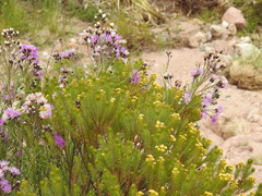 Vernonanthura nudiflora