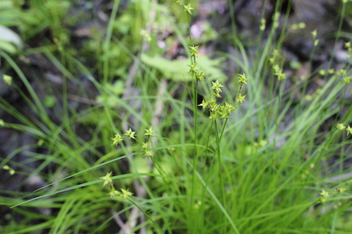inland sedge (Carex interior)
