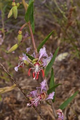 Clarkia tembloriensis