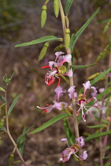 Clarkia tembloriensis