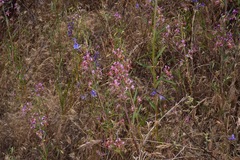 Clarkia tembloriensis