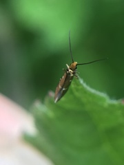Micropterix aruncella