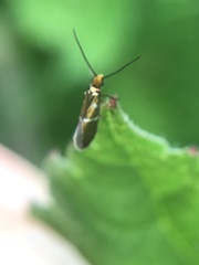 Micropterix aruncella