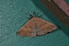 Pechipogo plumigeralis