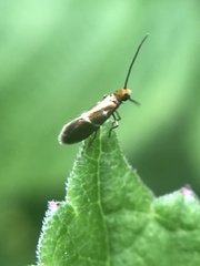 Micropterix aruncella