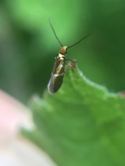 Micropterix aruncella