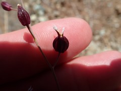 Streptanthus glandulosus niger