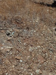 Streptanthus glandulosus niger