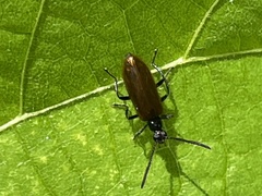 Lagria rufipennis
