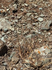 Streptanthus glandulosus niger