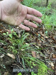 Poa cuspidata