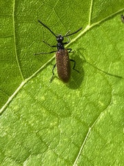 Lagria rufipennis