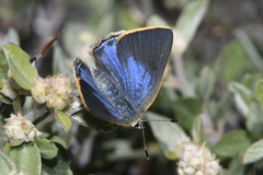 Erora quaderna quaderna