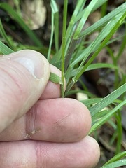Poa cuspidata