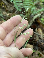 Poa cuspidata