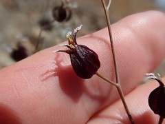 Streptanthus glandulosus niger