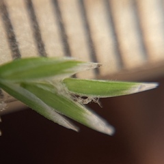 Poa cuspidata