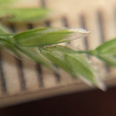 Poa cuspidata